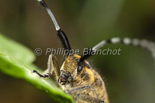 agapanthie.JPG - Agapanthia villosoviridescensAgapanthie DeGeerGolden-bloomed Grey LonghornColeoptera, CerambycidaeManche, France